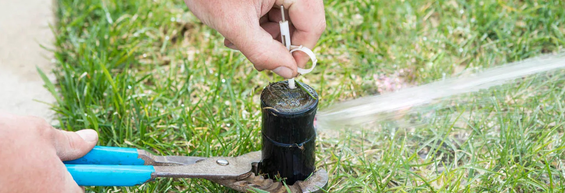 Sprinkler head being worked on with a pair of channel locks and sprinkler key. Green grass in the background.