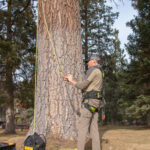 Person at the base of a large tree, other tress surround in the background.