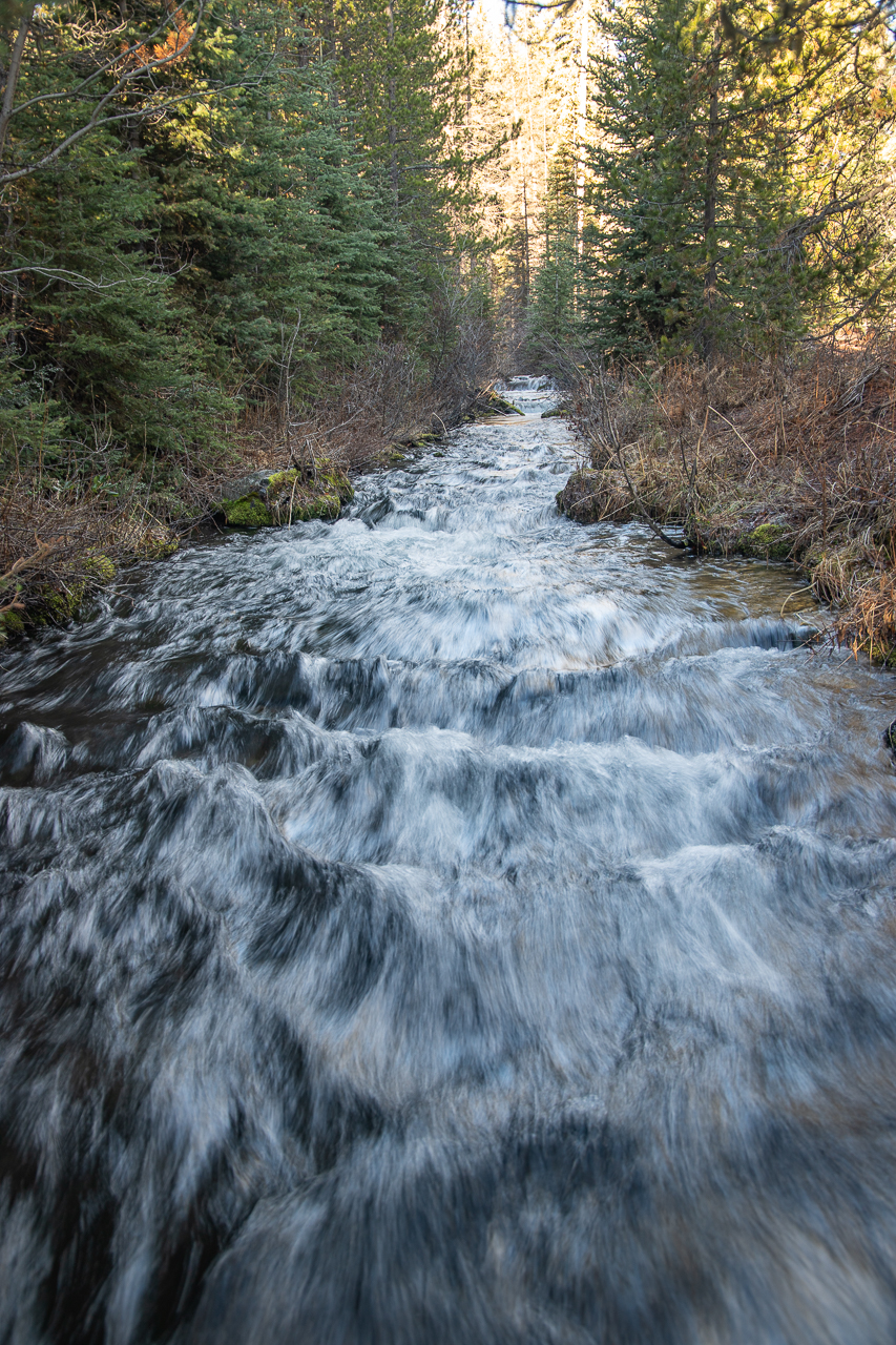 Creek flowing through forest