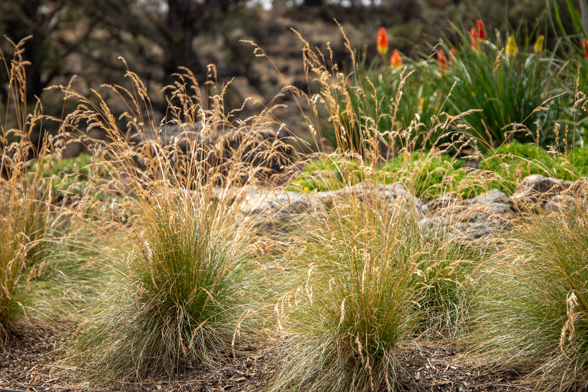 Bunch grasses grow in outdoor setting with red flowers in background