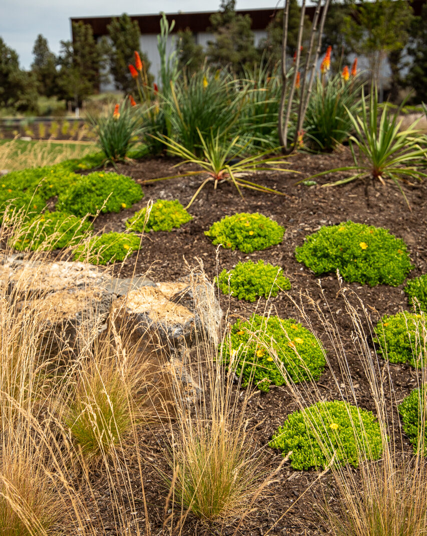 bunch grasses, small green ground covers and other garden plantings