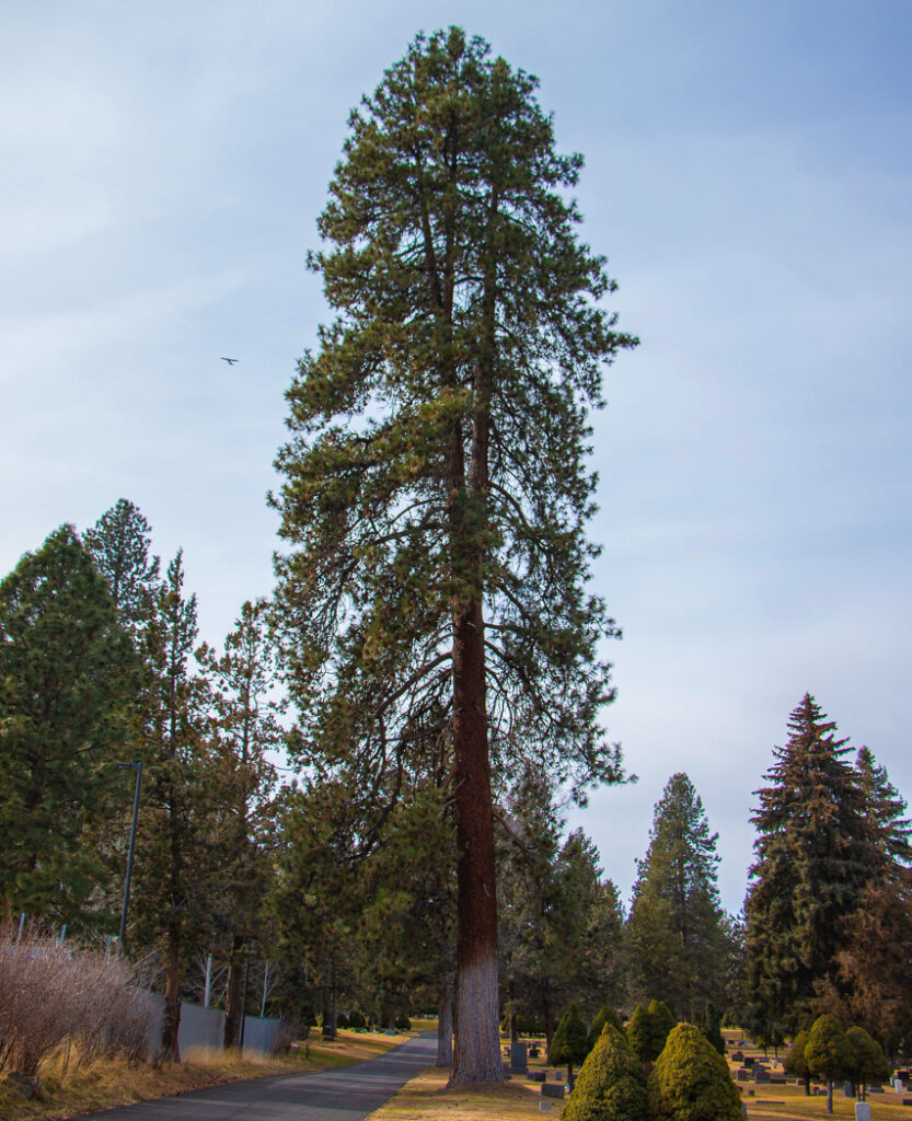 Tall Ponderosa pine tree with blue sky in the background.