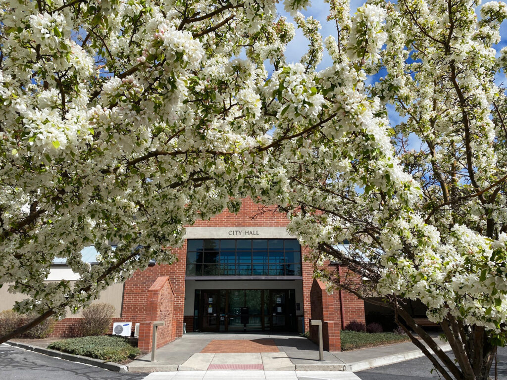 WHite flower blooms on trees outside of City Hall.