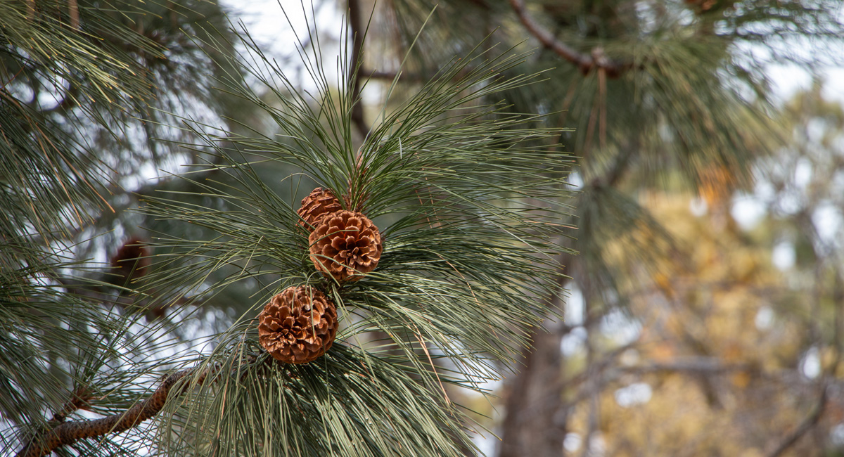 Pine cones on a branch of a pine tree.