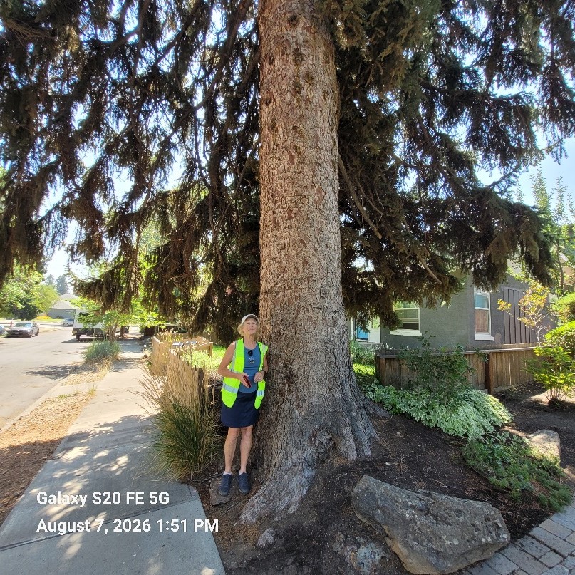 A volunteer stands with a big Doug Fir tree